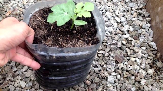 Секреты выращивания арбузов. Как вырастить здоровую рассаду смотреть онлайн