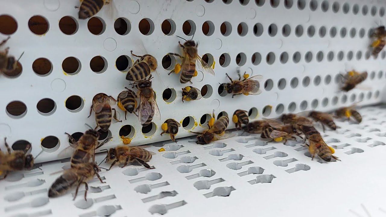 Первый сбор первой пыльцы 2022