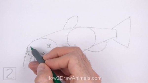 How to Draw a Catfish
