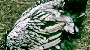 Куры породы ВИАНДОТ серебристо-окаймлённый (стандарт)