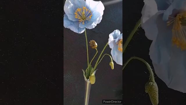 Меконопсис (Гималайский голубой мак) из холодного фарфора (самозастывающей полимерной глины) смотреть онлайн