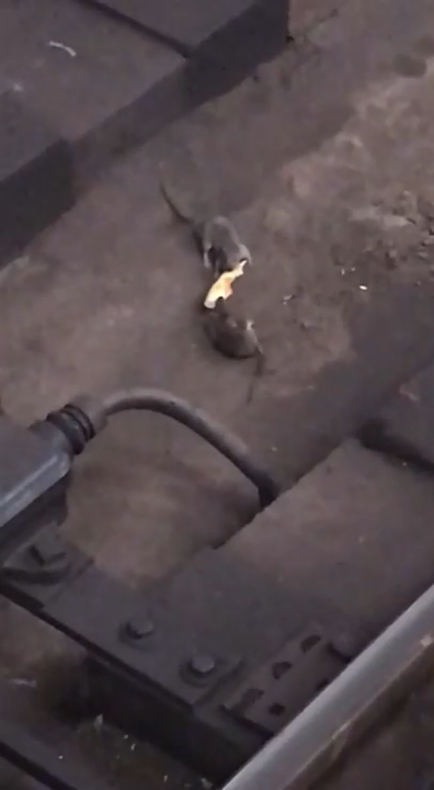 Битва за пиццу смотреть онлайн