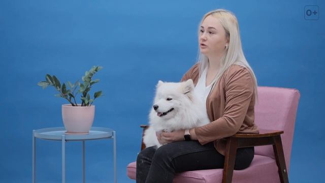 10 вопросов владельцу про самоеда. Расскажем все о собаке породы самоед. смотреть онлайн