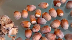 ФУНДУК в БЕЛАРУСИ.ОБЗОР ЛУЧШИХ СОРТОВ МОСКОВСКИЙ РУБИН.ВАРШАВСКИЙ КРАСНЫЙ.КАТАЛОНСКИЙ.ТРАПЕЗУНД