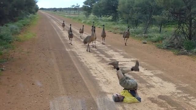 Любопытные страусы Эму смотреть онлайн