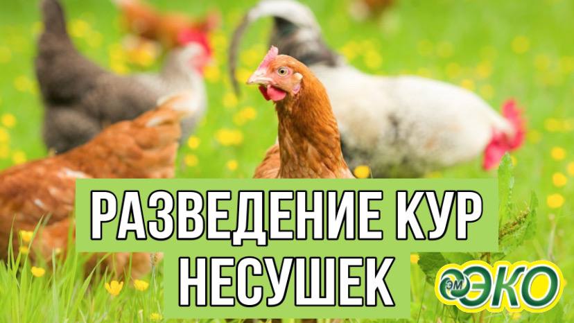 Выращивание курей (2) проблема решена с Эм-Эко.г. Калининград с Кумицким Олегом смотреть онлайн