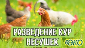 Выращивание курей (2) проблема решена с Эм-Эко.г. Калининград с Кумицким Олегом