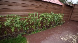 Опора для малины