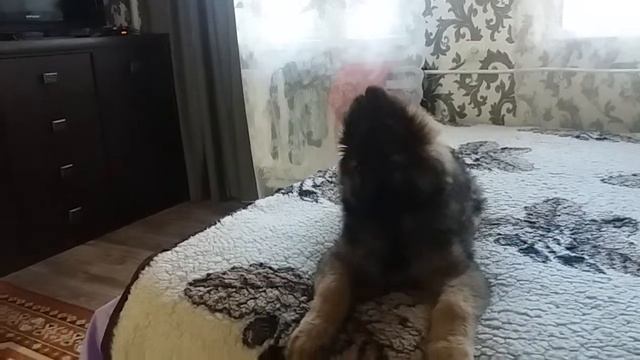 Щенок немецкой овчарки охраняет территорию смотреть онлайн