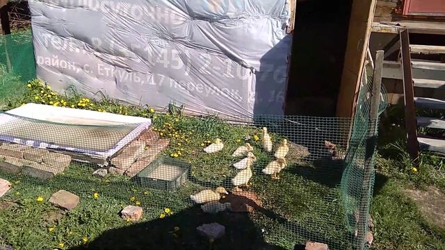 утята Агидель и Стар 53 смотреть онлайн