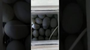 #Закладка #гусиных #утиных яиц совместно несушка 104