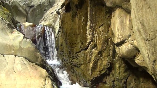 Спасли от смерти Лесную соню !!!/ Лазаревское смотреть онлайн