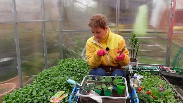 Бесплатные деликатесы с цветочной клумбы смотреть онлайн