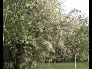 А ты полюбишь -- Нани Брегвадзе