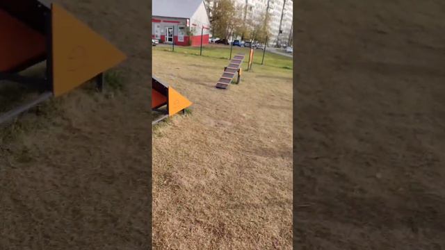 Умная собака грифон. Пти-брабансон. #собаки #питомцы