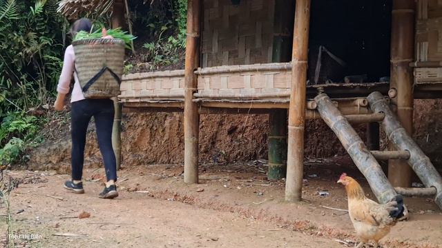Harvesting Ginger & Green Vegetables  Bringing To The Market For Sale - Animal Care | Triệu Thị Biê