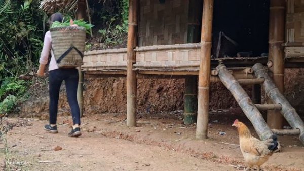 Harvesting Ginger & Green Vegetables  Bringing to the Market for Sale - Animal Care | Triệu Thị Biê