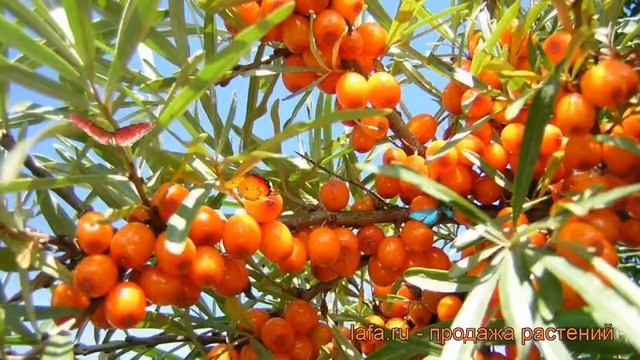 Облепиха женский Алтайская (altaiskaia) ? обзор: как сажать, саженцы облепихи Алтайская