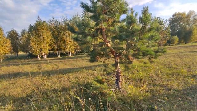 Мой обычный выходной на поле. Я приехал подкормить растения осенью и провел обзор поля для вас смотреть онлайн