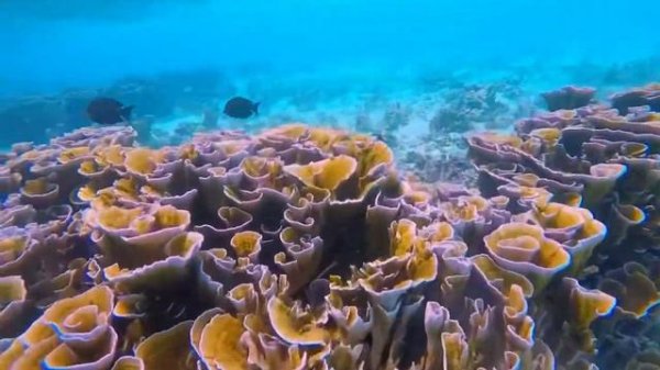 Exploring beautiful coral garden im Baa atoll Fulhadhoo island Maldives