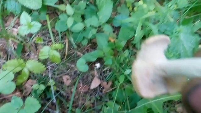 Сбор грибов смотреть онлайн