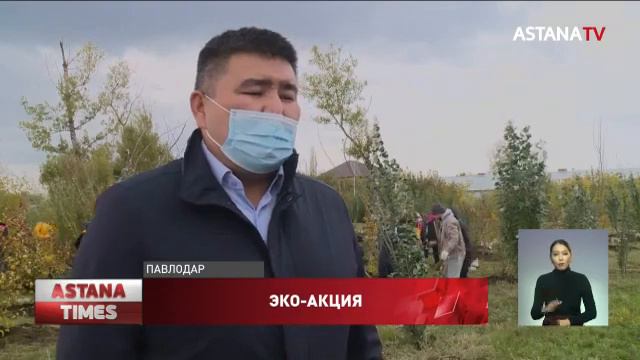400 кленов высадили партийцы ко Дню пожилых людей в Павлодаре смотреть онлайн