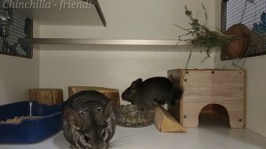 Рассаживаем шиншилл по половому признаку.