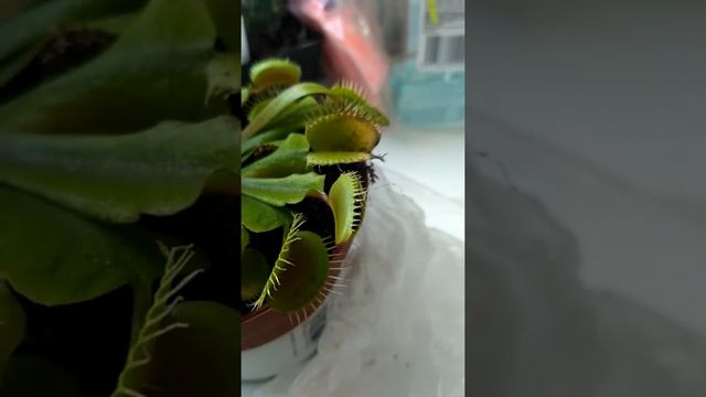 Триллер Дионея мухоловка смотреть онлайн