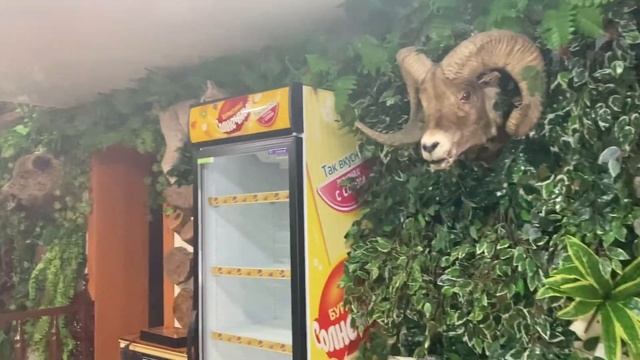 СЕМЕЙ. БАЗА ОТДЫХА БОРОВЛЯНКА. ЗИМНЯЯ СКАЗКА смотреть онлайн