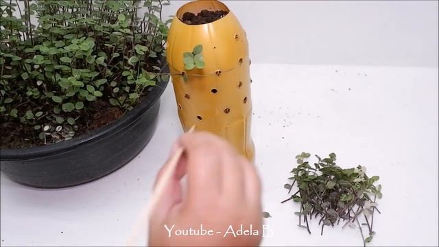 How to Propagate Callisia Repens (Turtle Vine) in Plastic Bottles for Window or Balcony Decor смотреть онлайн