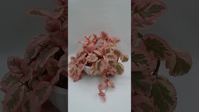 Красивые и неприхотливые комнатные растения. Акварельная эписция Unpredictabl Helen смотреть онлайн