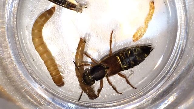 Staphylinus Kurzflügler Imperial rove beetle eating. смотреть онлайн