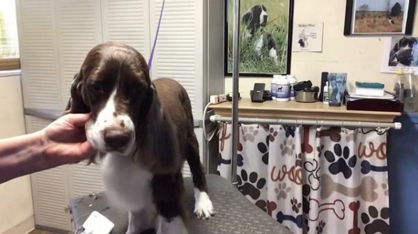 MY BEST HEAD GROOMING VIDEO ~ ENGLISH SPRINGER SPANIELS
