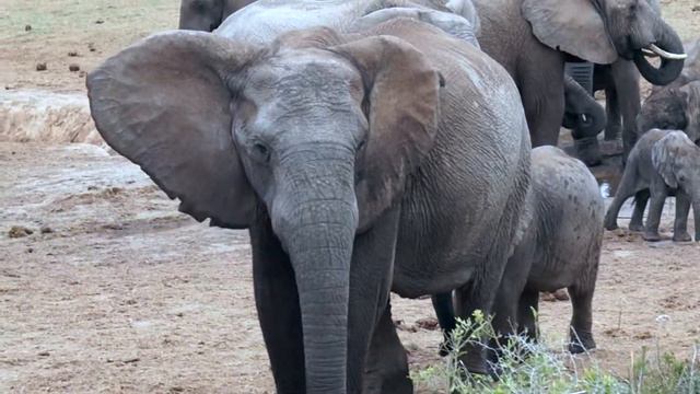 Национальный парк Эддо поодаль от Порт-Элизабет смотреть онлайн