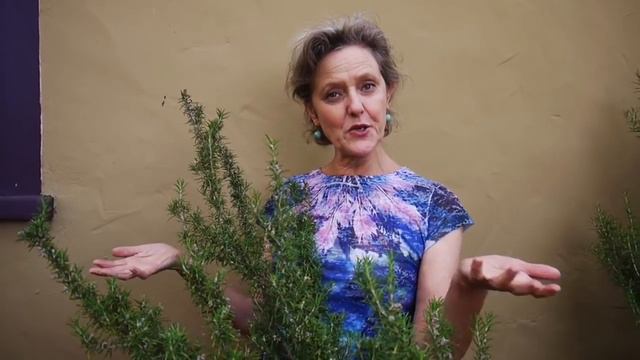 Wonderful Rosemary: Care Tips, Uses & What You Need To Know / Joy Us Garden смотреть онлайн