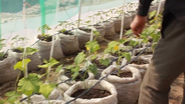 Устранение вершкования на растении огурца смотреть онлайн