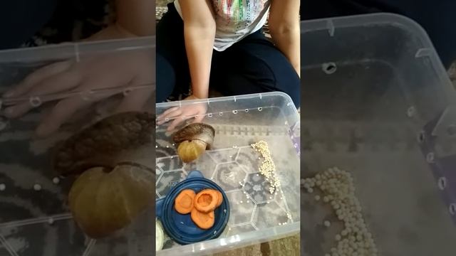 Наша Улитка кладку отложила.