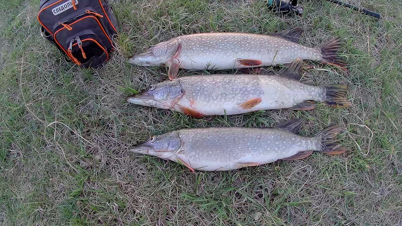 Щука в мае на спиннинг. Ловля щуки на вертушку. Удачная рыбалка на щуку. Рыбалка на спиннинг 2022. смотреть онлайн