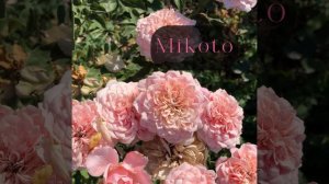 Японская Роза-спрей МИКОТО , краткий обзор , Mikoto rose #garden #roses #розы #rose