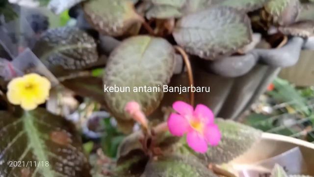 Time To Breeding ( Episcia Hase Elf (hybrid) Suomi, Pink Panther, Silver Shield, Dkk)
