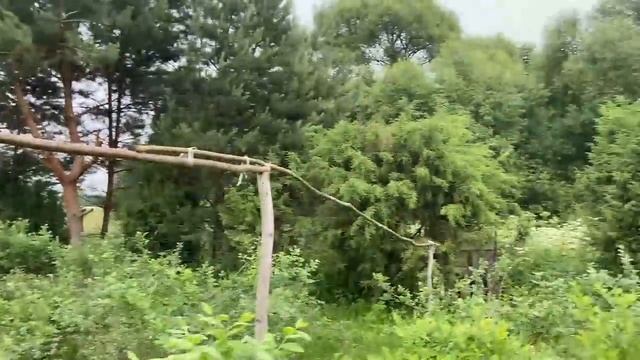 Как растет голубика в Беларуси смотреть онлайн