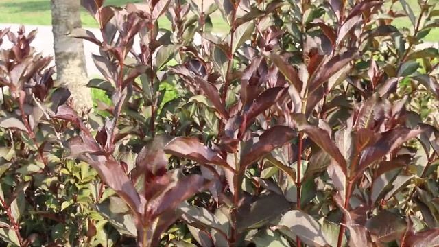 Weigela (Weigela florida) - Plant Identification смотреть онлайн