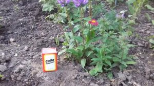 СОДА ПИЩЕВАЯ.ПОМОЩНИК В САДУ И В ОГОРОДЕ.10 СПОСОБОВ ПРИМЕНЕНИЯ.