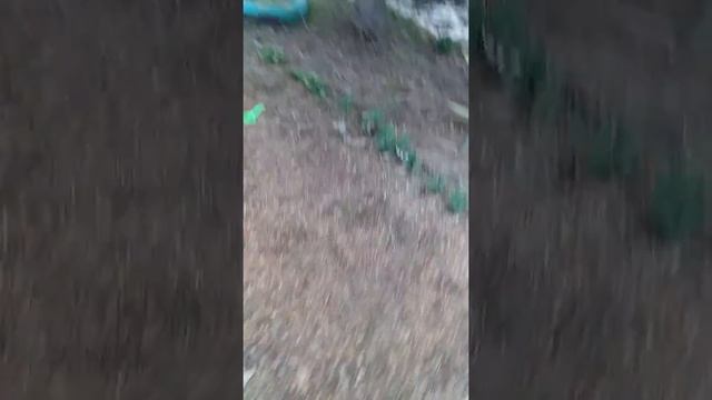 Боня заставил убрать украшения с елки! Новый Год закончился ....весной. смотреть онлайн