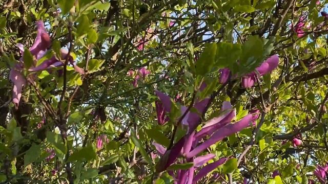 Magnolia Susan (Магнолия Сьюзан,), April 17, 2022 смотреть онлайн