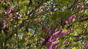 Magnolia Susan (Магнолия Сьюзан,), April 17, 2022