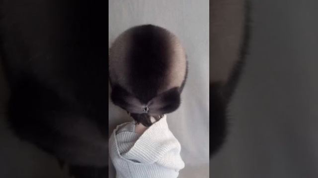 шапочки из цельной норки, р-ры55-60 +79898066820, #интересно #мечта #норка #смешное