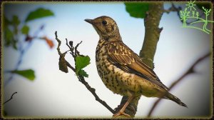 Голоса птиц Как поёт Дрозд Деряба (Turdus viscivorus).mp4