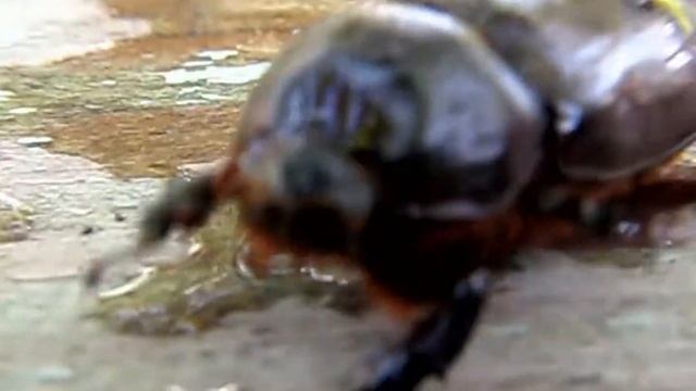 Жук и тля смотреть онлайн