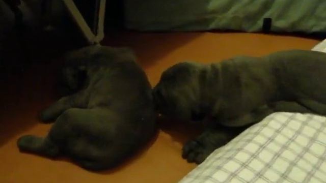 Щенки мастино - 0 смотреть онлайн